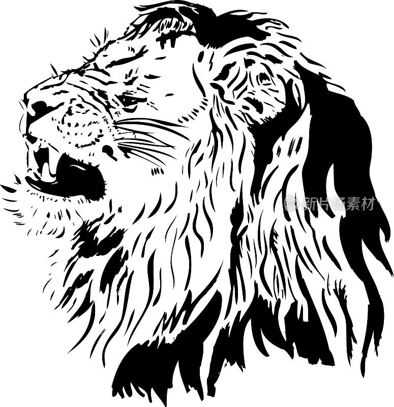 黑线狮子画像- Panthera leo